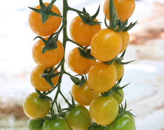 tomates solfeggio