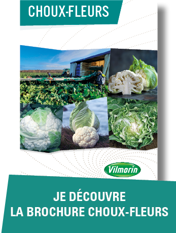 Je decouvre la brochure choux-fleurs