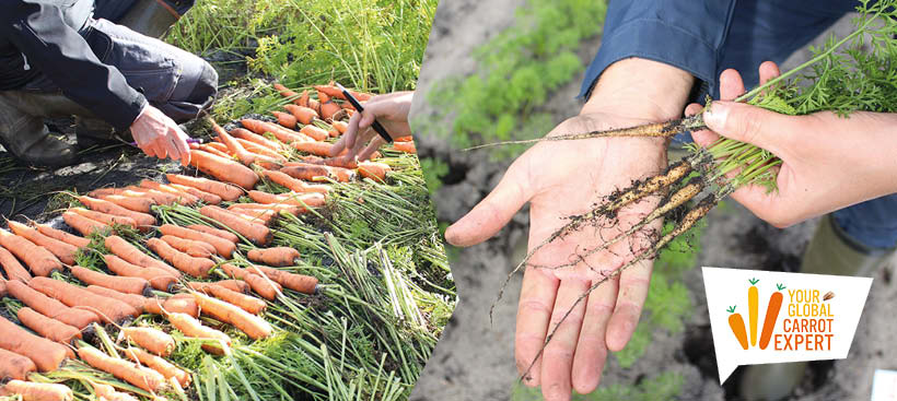 Evaluation du niveau de résistance des variétés et Atelier d'échantillonnage pour diagnostic nématodes