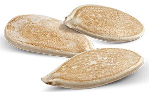 Semences Courgette