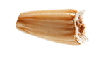 semence endive