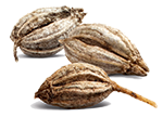 Parsley seeds