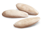 Semences concombre
