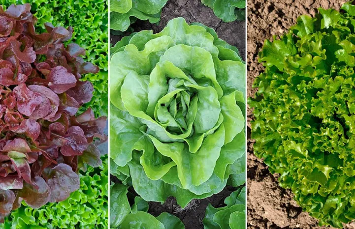 Laitues plein champ résistantes au corky root