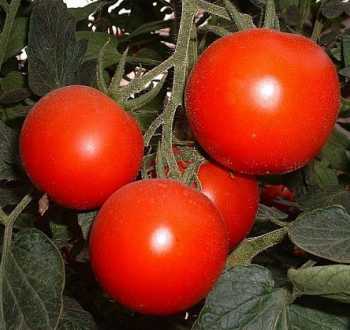 90 x 2 x 160 cm Vilmorin 3974040 Tomate cerise Rouge 
