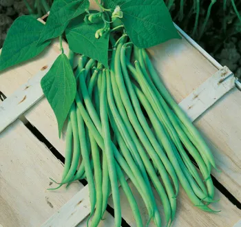 Haricot Calypso