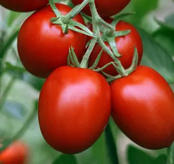 Tomate Reva F1