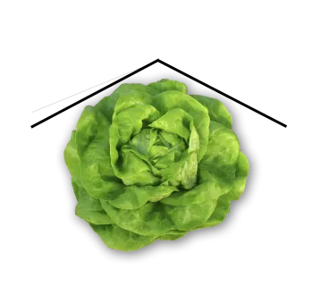 Laitues Abri
