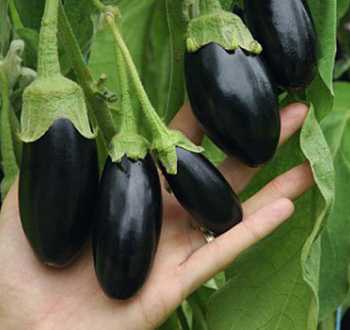 Aubergines