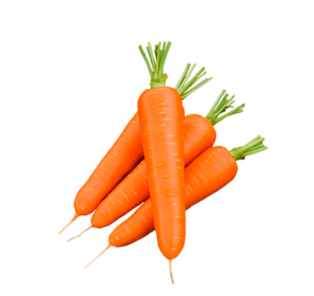 carotte