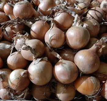 Oignon jaune 37-131 F1