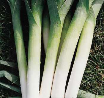 porbella