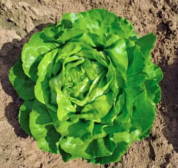 Laitue pommée antipasti