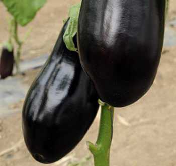 aubergine Vernal
