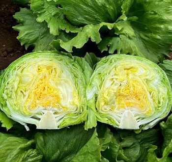 Borealia
