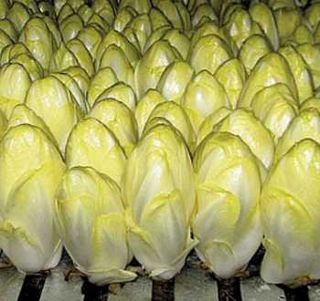 endive ecrine