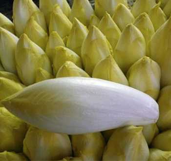 endive flexine