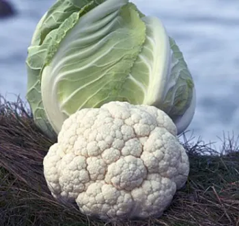 chou-fleur trevaskis