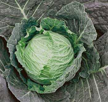 Chou Chou　0724 Choux Pommes SERPENTINE F1 - Vilmorin-Mikado France