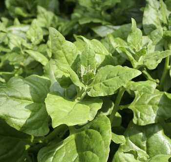 Légumes feuilles