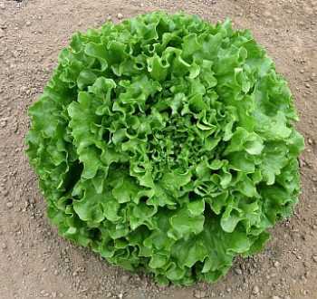 Naturabella