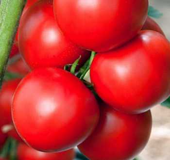 Vilmorin 3967642 Tomate Jaune 90 x 2 x 140 cm 