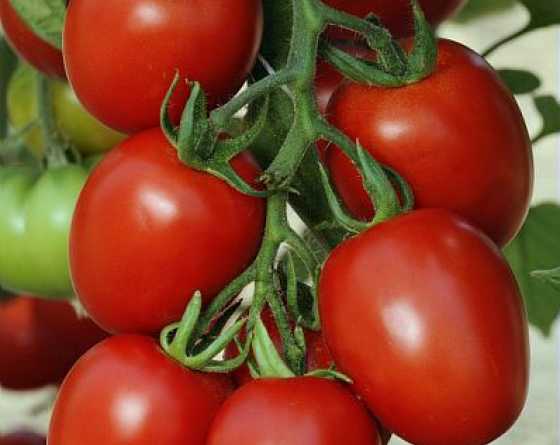 cencara