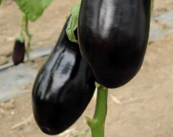 aubergine Vernal