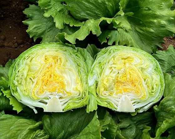 Borealia