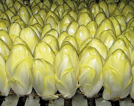 endive ecrine