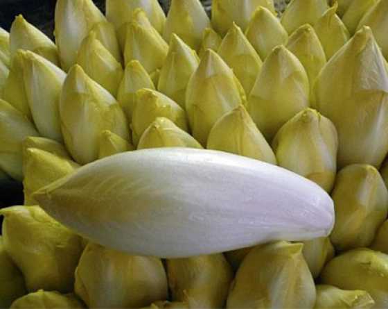 endive flexine